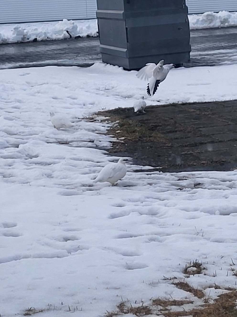 Rjúpurnar flúðu vindinn ofan af ey niður í þorpið