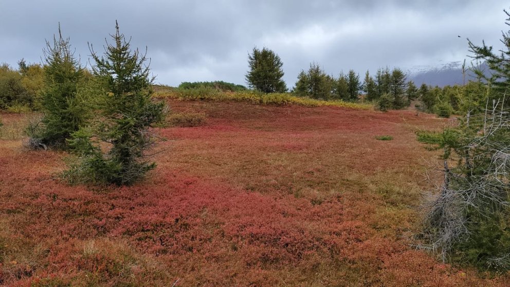 Það er fallegt í Hrísey þegar haustlitirnir taka yfir eyjuna