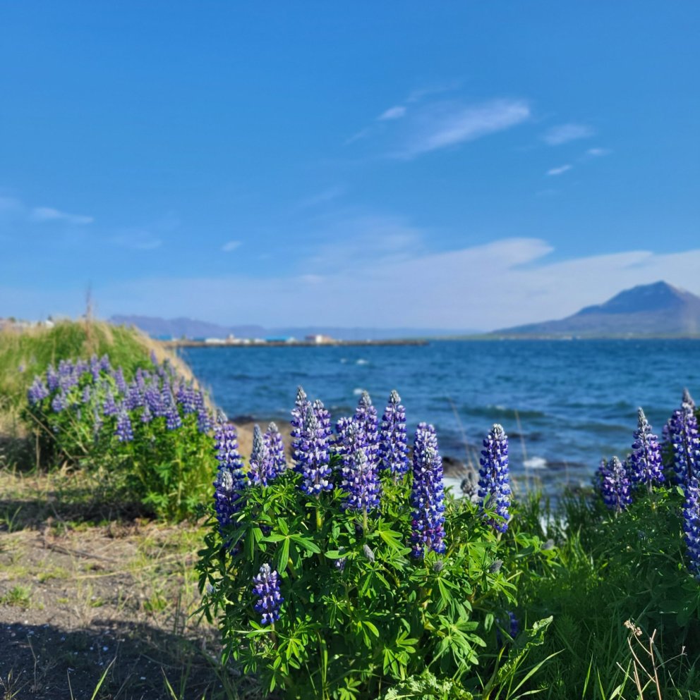 Lúpínan er víða í Hrísey