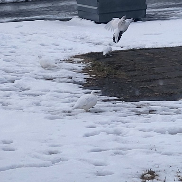 Rjúpurnar flúðu vindinn ofan af ey niður í þorpið