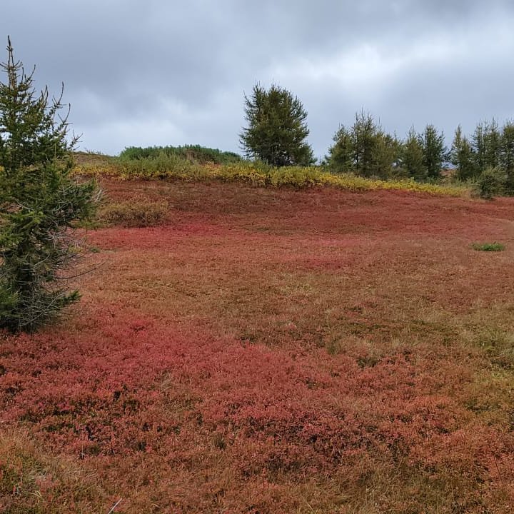 Það er fallegt í Hrísey þegar haustlitirnir taka yfir eyjuna