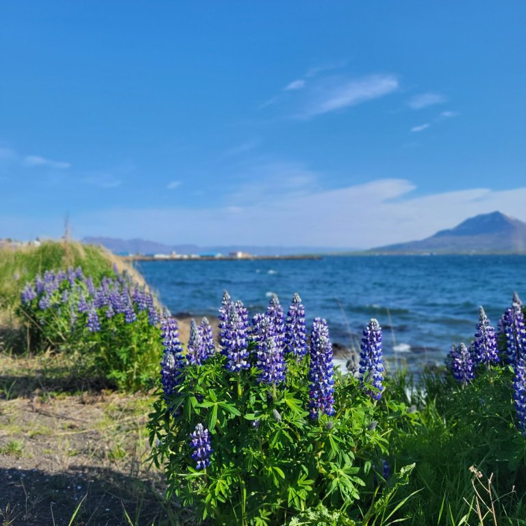 Lúpínan er víða í Hrísey